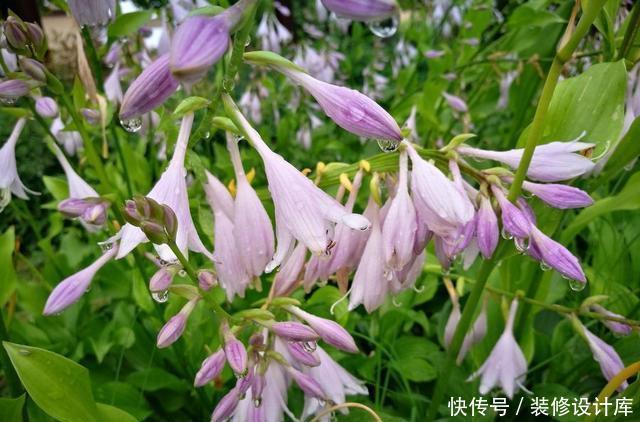 『蕨类植物』超级耐阴的几种花，常年不见太阳，也能郁郁葱葱长一片
