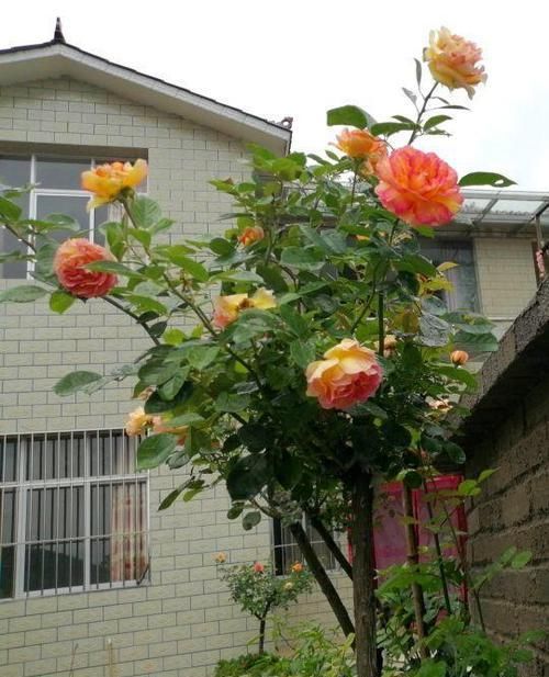  [生活]40岁之前，赚钱养家，40岁之后，种菜养花！