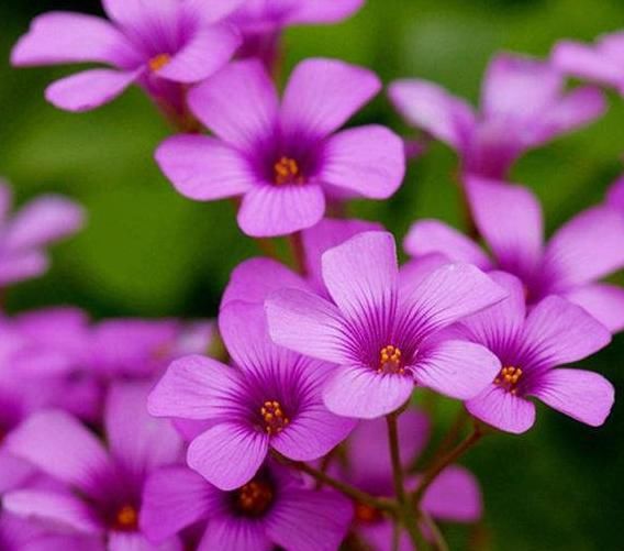  【长得越】4种喜欢淋雨的花，越淋雨长得越疯，叶子窜满盆，开花多