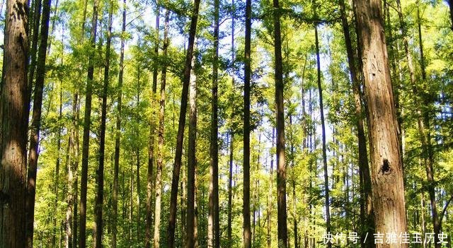  #木材#日本从不砍树，只用中国木材做一次性筷子，15年后现状如