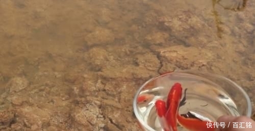  [鱼缸]老外奇葩测试：把碳酸饮料倒入鱼缸，只想让鱼儿品尝一下味道！
