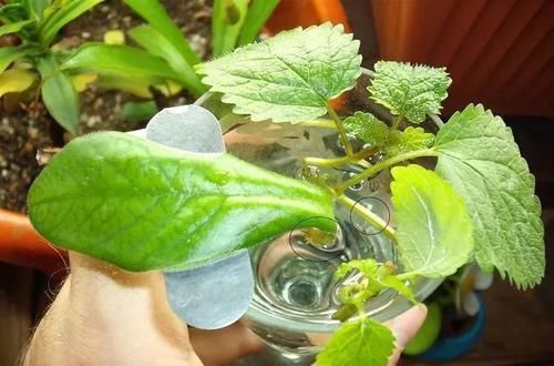 『放在通风透光』在水中能快速生根发芽的9种蔬菜,可快速养成可收获的盆栽