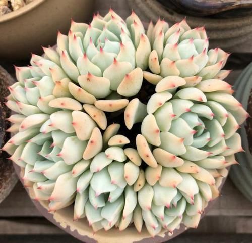  植物■把水浇在多肉植物的叶片上？这么做，容易让叶片受损