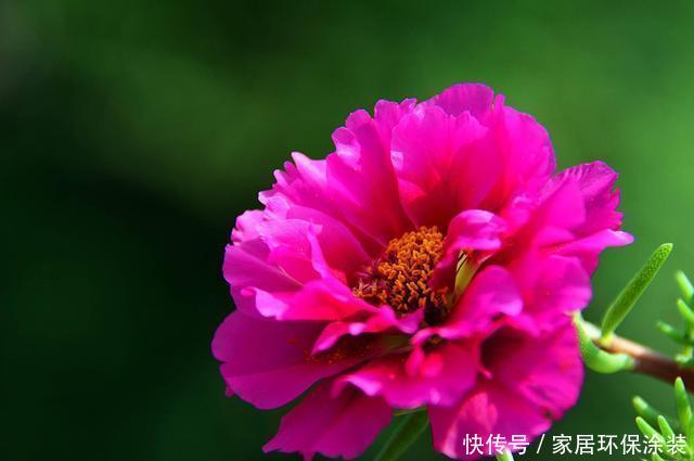  【三色堇】喜欢养护漂亮的花卉，就选择开花量繁多，花期长的5种花卉，妖娆