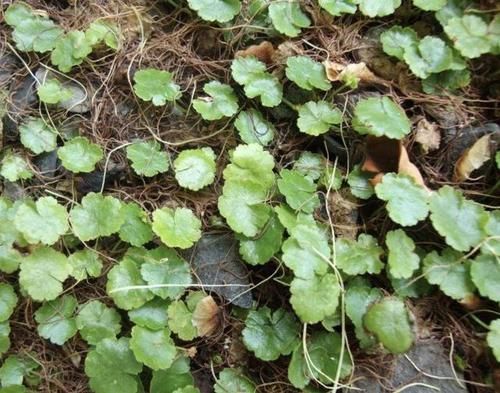  『香蒲草』1种野草在河边，越看越像“铜钱草”，枝叶漂亮，价值高、珍贵！