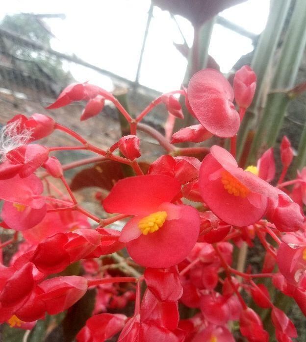  『家里』冷门海棠花，花朵垂下一串串，叶子美得像油画！