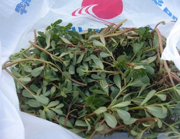 五毛钱的祛斑美白,每天拍拍脸,十天斑点消失脸蛋雪嫩细腻