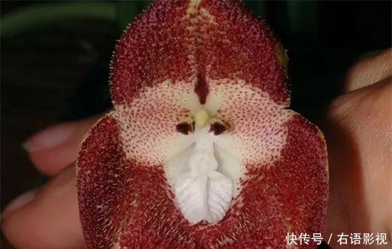 外国兰花撞脸孙悟空!售价高达5000元,游客:长这样为了吸引猴子?