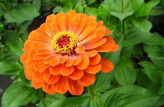  『能力』3种花名字土的像野菜，开花能力却很强，花大色艳数量多，好养活