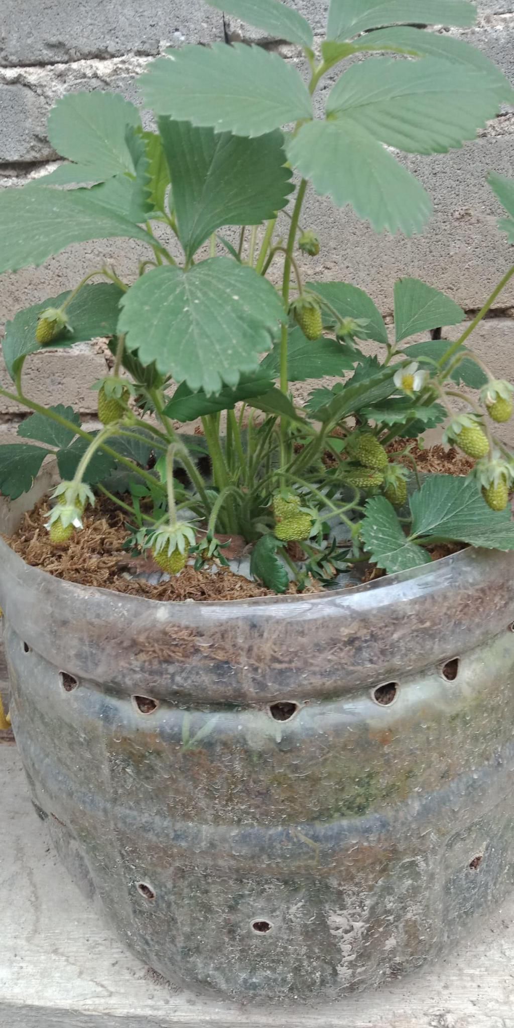  #油桶里面#用完的油桶想养花种菜，几个要点要注意，否则种啥死啥！