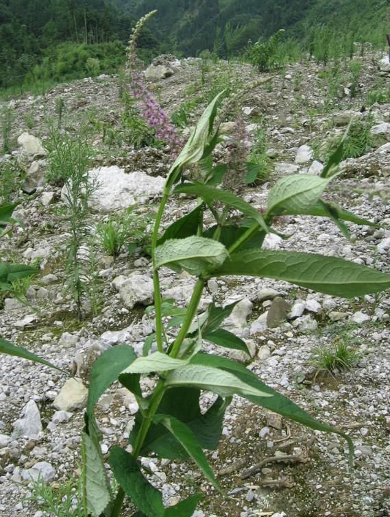  『实用』实用的药酒花，泡进酒里，能防止蚊虫叮咬，还能开出紫色小花