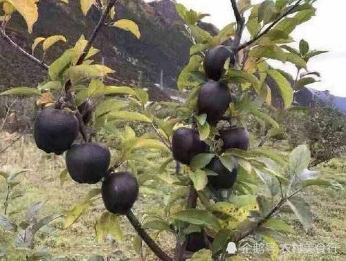 西藏山上才有的的黑苹果，过去农村娃不爱吃，如今一个卖80元
