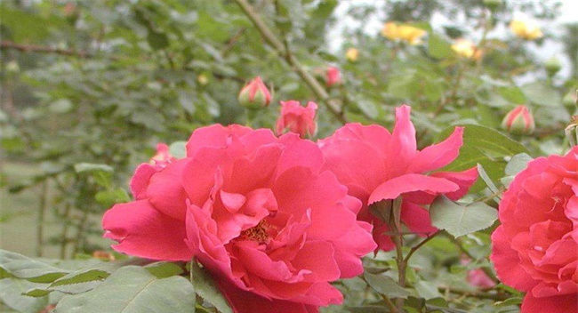  『大全』最全的全世界各种月季花品种大全,附月季花图片