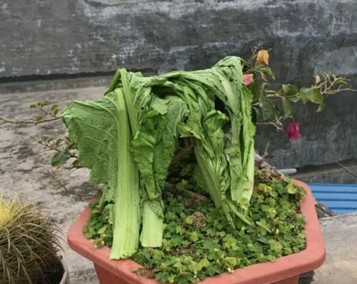  爱好：精品盆景被家人用来晒白菜，心快滴血了，爱盆景不被支持有多难？