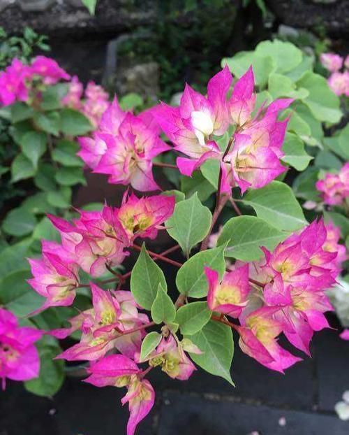  三角梅：小露台养上“1种花”，全年花朵“爆不停”，活像个小花园，真美