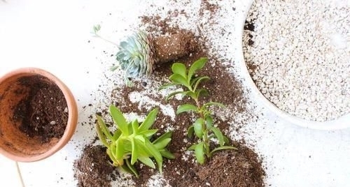「打造」学会合理搭配盆栽土,给植物打造专用土,准备这几种材料就足够