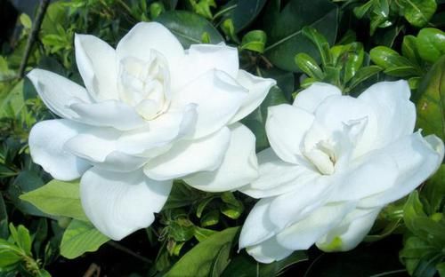  「软肋」栀子花“黄叶”毛病多？避开2个软肋，随随便便养活，绿叶满盆花