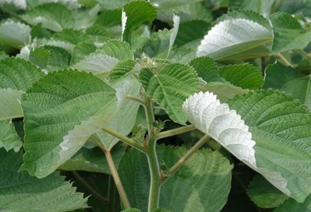  『药用价值』草地里的一种“植物”，是布料的原材料，全身是宝，您见过吗