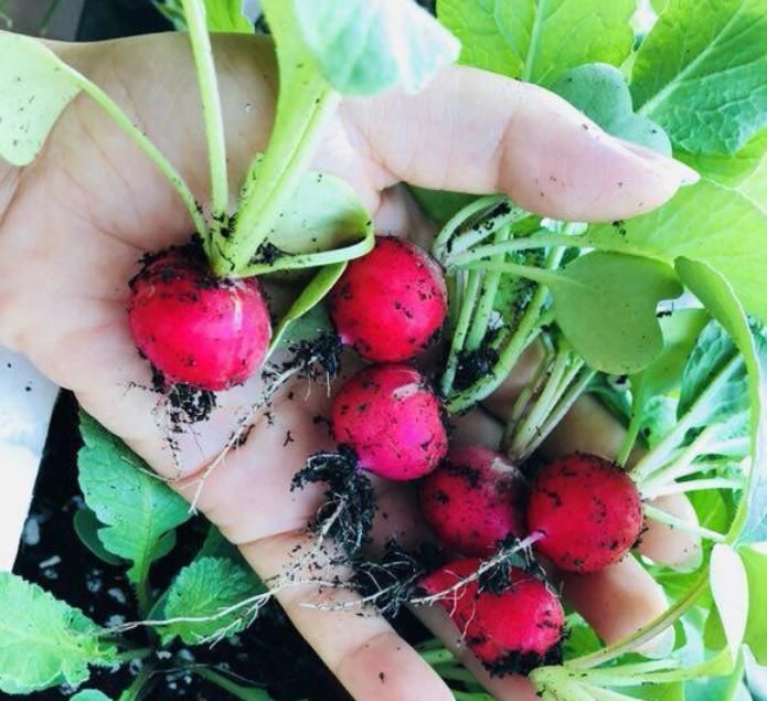  「韭菜」别人种花我种菜，“5种菜”种阳台，1个月就能吃，吃完一茬又一茬