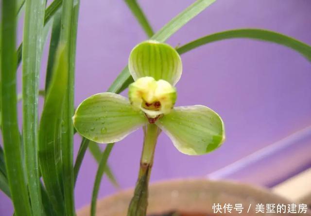 可每隔10|养好“春兰”不容易?养兰达人多年总结的养护经验送给您