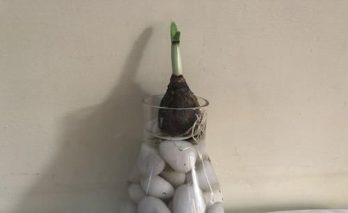  水培■买几个风信子的球茎，准备一个水培容器，添加一点清水就能养开花