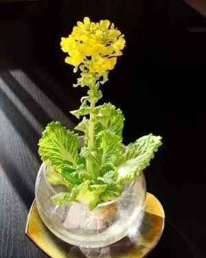 [就可以]6种蔬菜头留好了，放水里就长根，养成小盆栽真耐看，叶子味道好