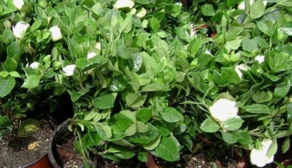 【栀子花】养殖栀子花该如何繁殖?水培扦插3步走,可保早日生根发芽