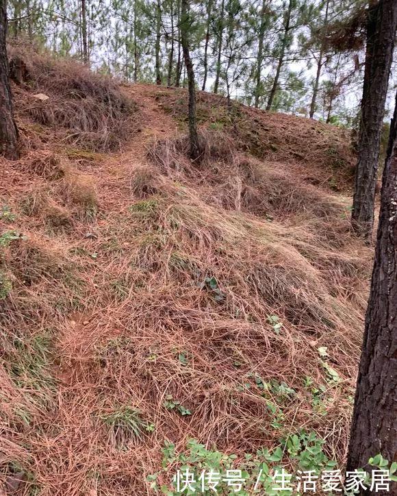 『花儿』自带肥力的3种花土,用上1种不烂根不黄叶,花儿蹭蹭疯长!