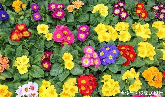  #选择#喜欢在家中养护花卉，就选择花色绚丽多样，花期长的花卉，优雅