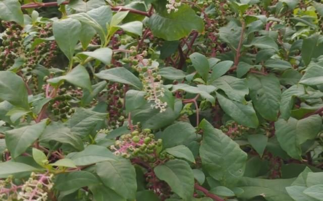  [花钱]被农民忽视多年的“山萝卜”，原来是治脚气的好药，不花