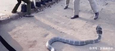 蛇是有灵性还是没有灵性 t012fbe5e23cc1e7b2d.jpg