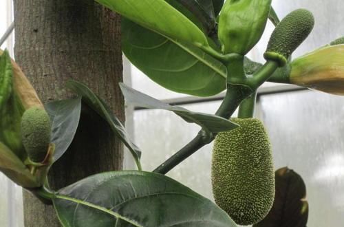  『菠萝蜜』种植技术：盆栽菠萝蜜可以结果吗，应该如何进行后期管理那？