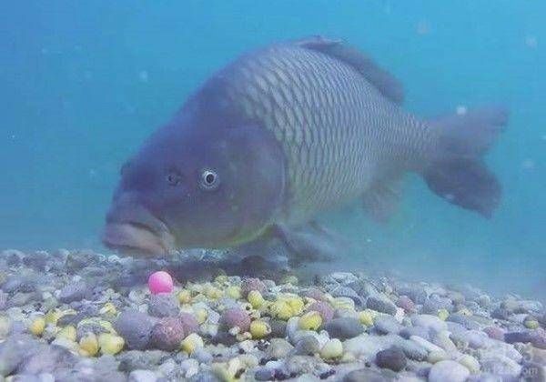  【配方】在实战中，到底是饵料重要，还是调钓更为重要