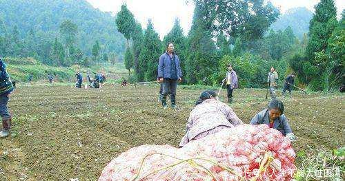 种蒜的农民都活该大蒜每亩至少赔1000元，你知道吗