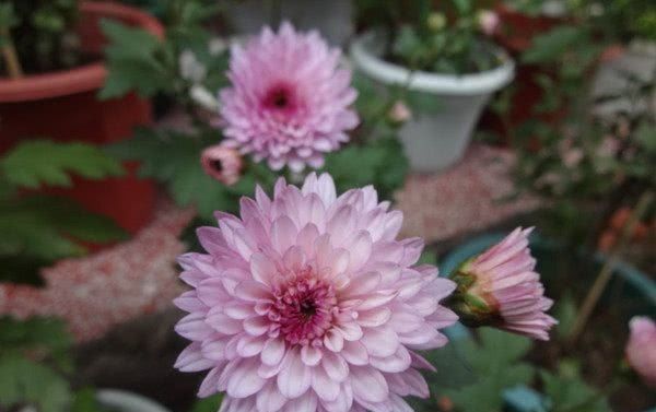  『耐寒』菊花新品种，花期近300天，四季花开不断，耐寒抗热，南北都能种