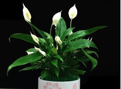 花儿■一帆风顺这么养,花儿满当当,新的一年顺顺顺