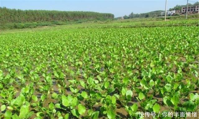  [长水]外形像茨菇，长水田里遭农民痛恨，却有人种植一斤卖13元