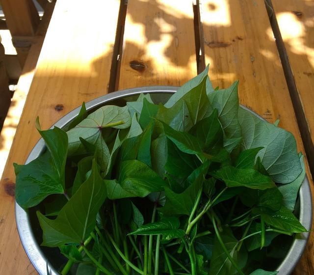  绿萝■这种植物比绿萝还美，阳台种一棵疯长一片，叶子比肉还好吃