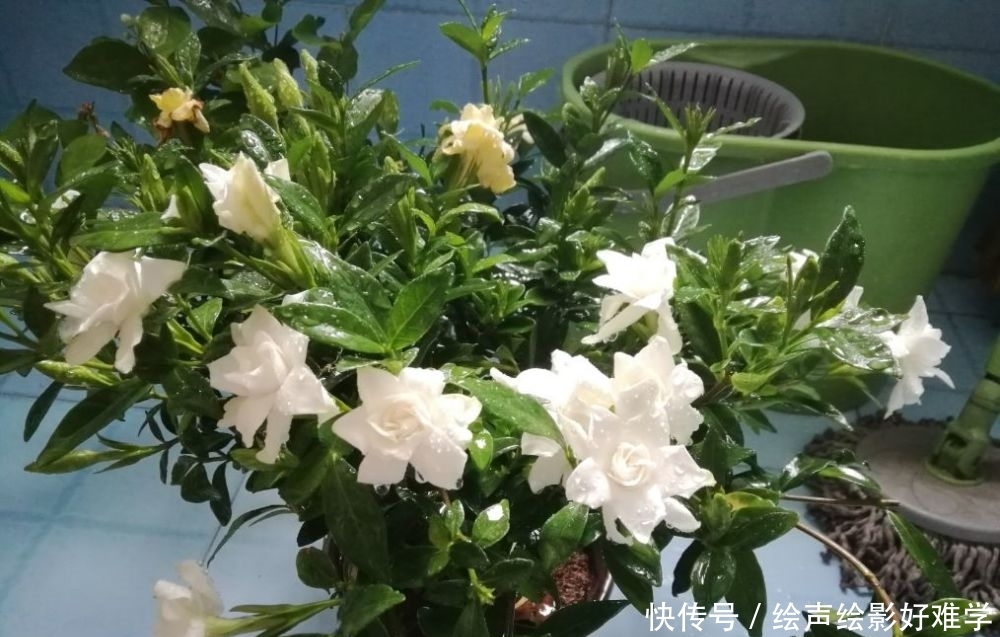 『美爆』春季不知道要养什么植物?就养这几种,简直美爆啦!
