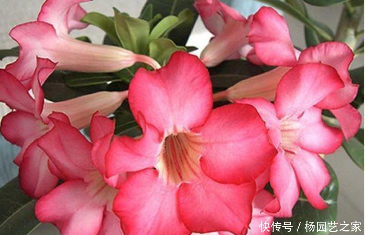  适合：4种花超好养，一年四季开花不断，适合懒人新手养，漂亮有成就感