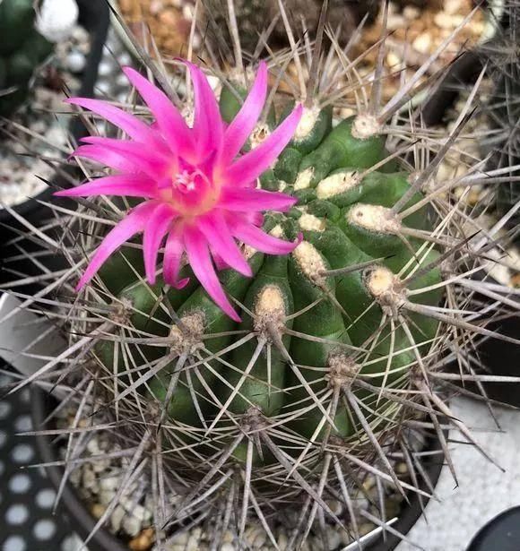  反而■5种花要“穷养”，小花盆，少浇水，反而越长越好