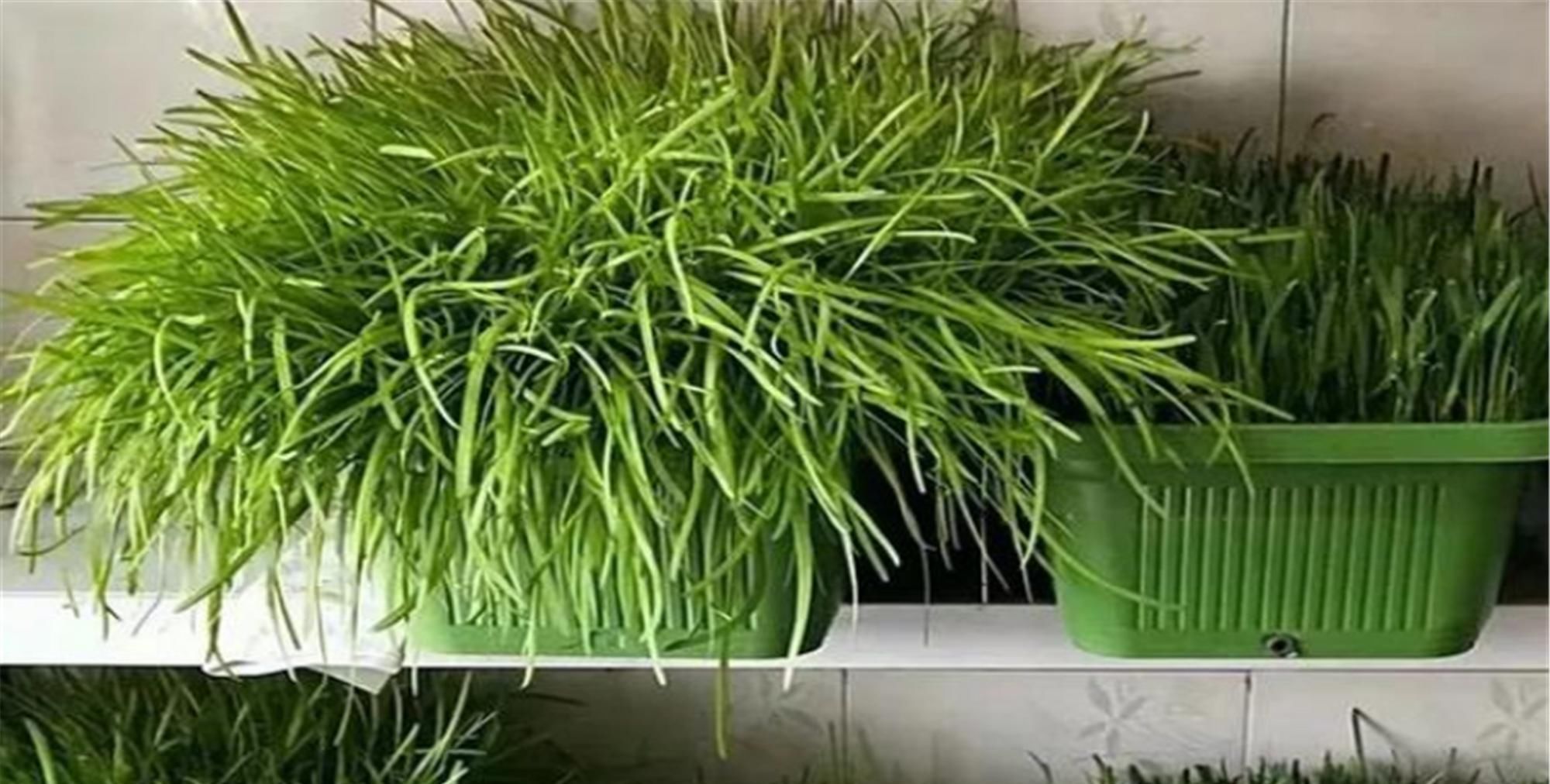 『蔬菜』想在阳台种菜?就选这五种蔬菜吧!易养又非常容易爆盆!