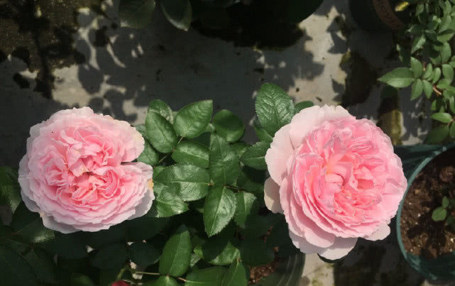 【漂亮】夏季养花选这种,漂亮又好养,最重要的是耐寒耐热南北方都能种!