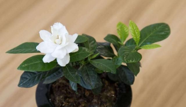  黄叶：栀子花黄叶、掉蕾，开花数量变少，学会这几招，繁花似锦没问题