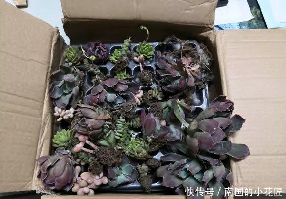 『图片作者』多肉变成白菜价,几毛钱1棵,有的都白送,你买贵了吗?