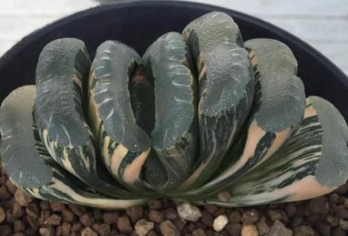  「值得」此3种花，比金弹子都贵，养个5年，每盆价值“过万”，值得养！