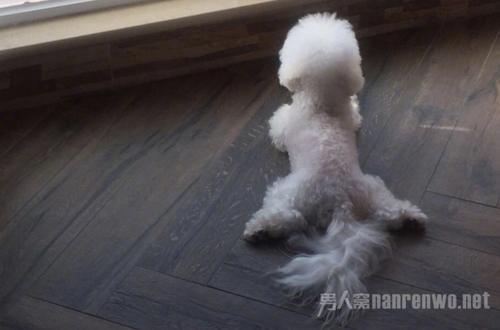 网传赵丽颖怀孕三个月，赵丽颖劈叉否认以证清白