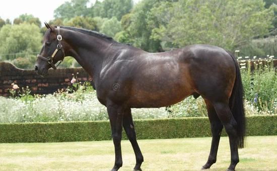 『雌马』策骑7岁雌马一鼻险胜头号热门！中国骑师覃勇澳洲斩获第47冠