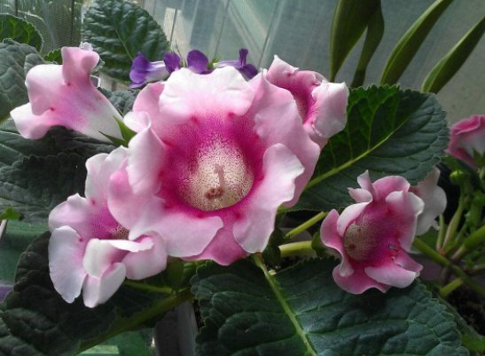 光照|这些花朵养在家里阳台上,不怕高温,越晒长得越旺,花朵绚丽多彩