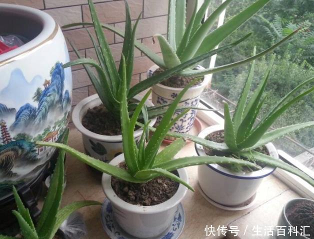  『缺一不可』卫生间里养什么花卉？此3种盆栽吸收异味效果赞，缺一不可！